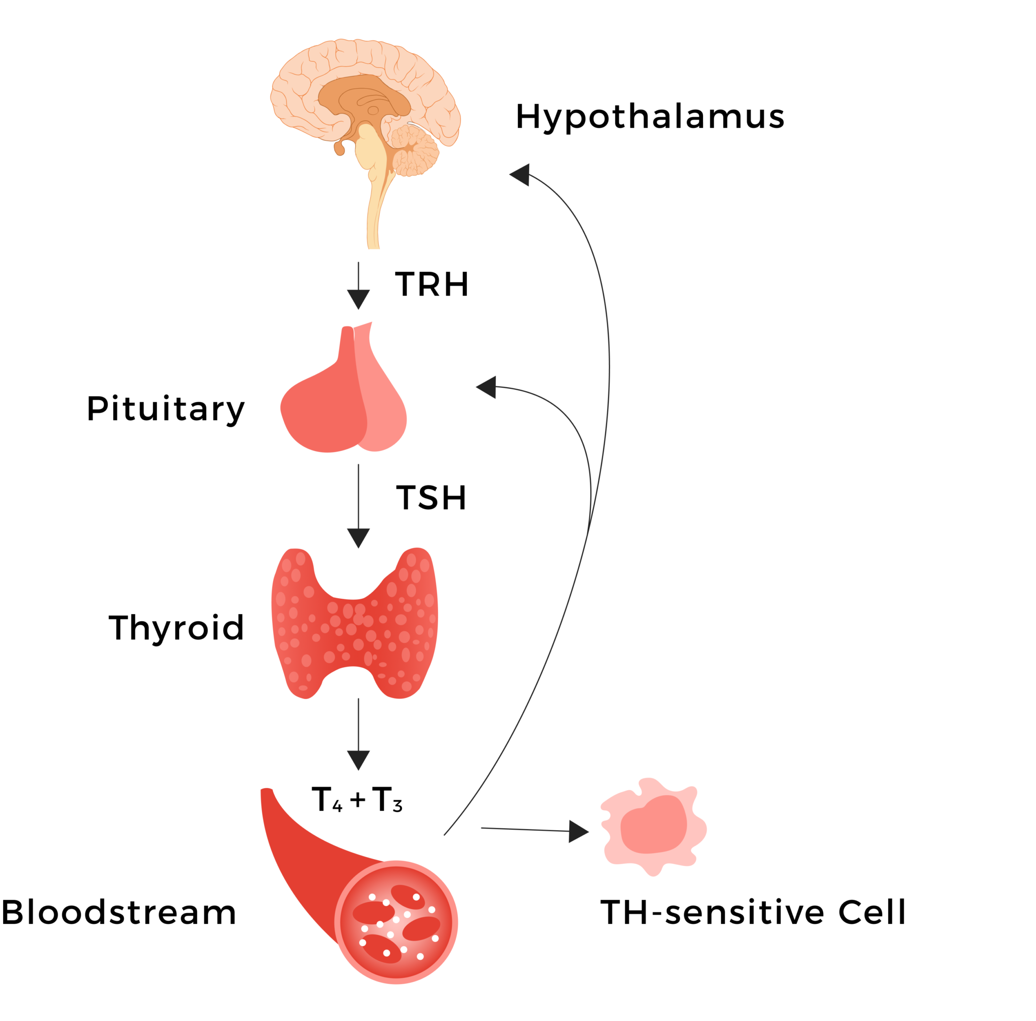 Dr. McIver | Pediatric Endocrinologist | Pediatric Hypothyroidism